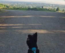 SERVICE [dog walking]