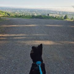 SERVICE [dog walking]