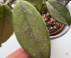Blooming hoya carnosa