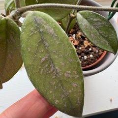 Blooming hoya carnosa