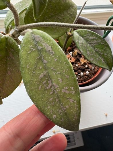 Blooming hoya carnosa