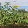 Giant Sunflower Seeds Image 6