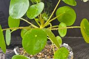 Chinese money plant or pancake plant