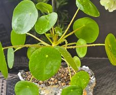 Chinese money plant or pancake plant