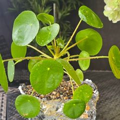 Chinese money plant or pancake plant