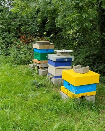 Nucs n full hives