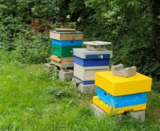 Nucs n full hives