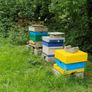 Nucs n full hives Image 4