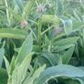 Organic Russian Comfrey #Bocking 14 Image 3