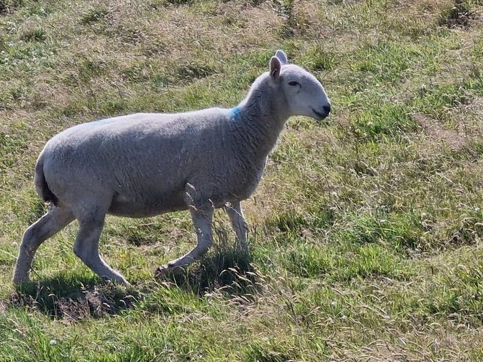 Hoggets