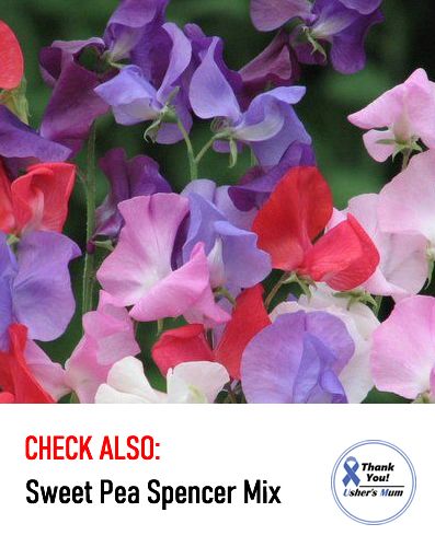 (S) Sweet Pea Blue Ripple seeds 1g (601462)