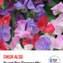 (S) Sweet Pea Dolly Varden seeds 1g Image 10