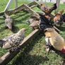 Millefluer booted bantam eggs 2.50 each Image 6