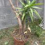 yucca tree Image 2