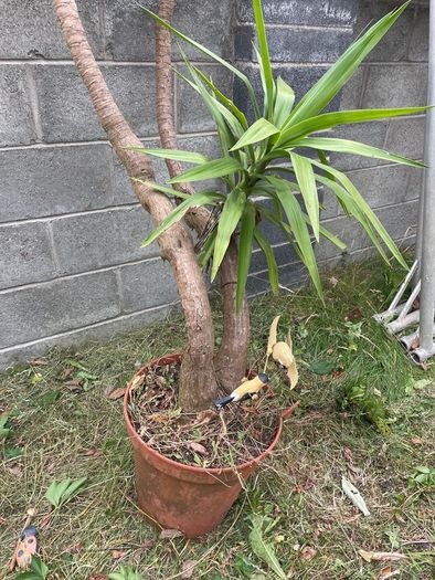 yucca tree