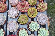 Tray of mixed indoor succulents