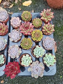 Tray of mixed indoor succulents