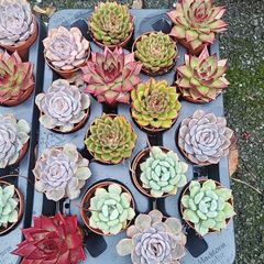 Tray of mixed indoor succulents