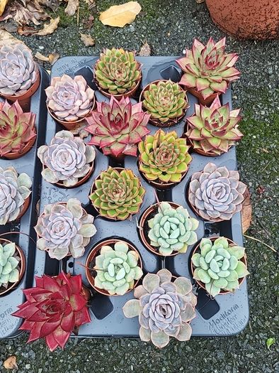 Tray of mixed indoor succulents
