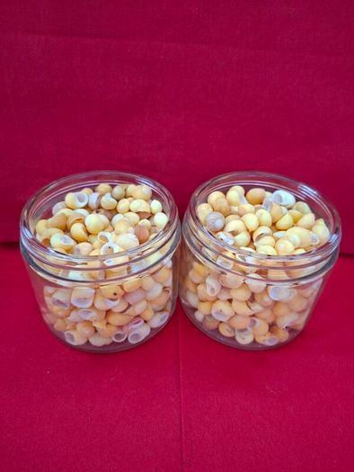 Shells (Yellow Periwinkle)