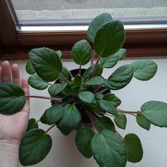 African Violet "Lituanika"