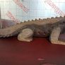 Large carved hardwood aligator Image 2
