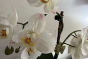 plant artificial orchids