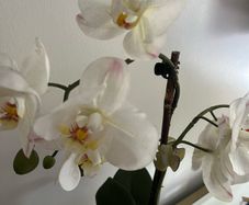 plant artificial orchids