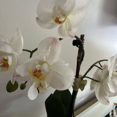 plant artificial orchids