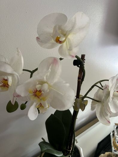 plant artificial orchids