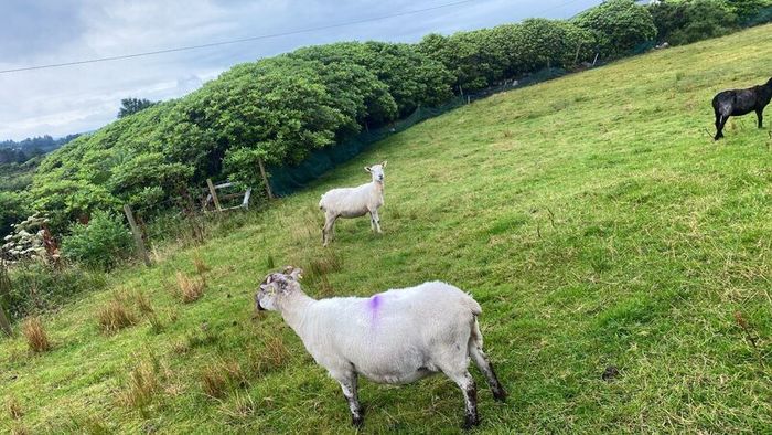 Young x bred sheep and ram lambs