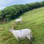 Young x bred sheep and ram lambs Image 6