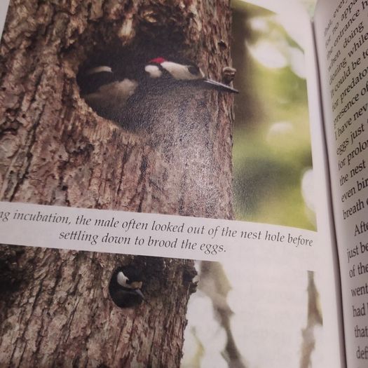 A Life in the Trees/ A personal account of the Great Spotted Woodpecker in Ireland