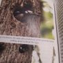A Life in the Trees/ A personal account of the Great Spotted Woodpecker in Ireland Image 5
