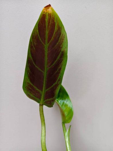 No.2 Philodendron Subhastatum Variegated