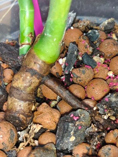 Monstera Burle Marx Flame base cut