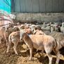 easycare ewe lambs easy care Image 4