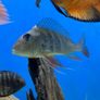 Fish Image 4