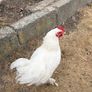 Bantam Rooster Image 5