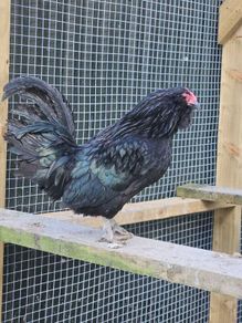 Cockerals