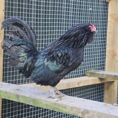 Cockerals