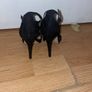 Carvela Kurt Geiger Black heels Image 5