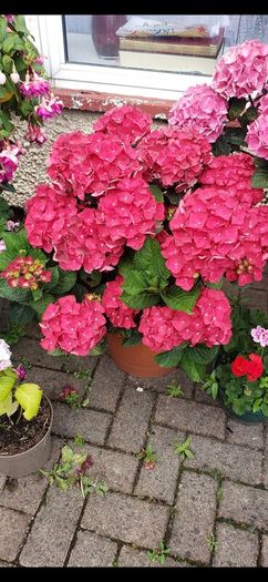 garden plants