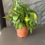 Peace Lily Indoor House Plant Image 2