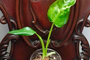 Philodendron Jose Buono