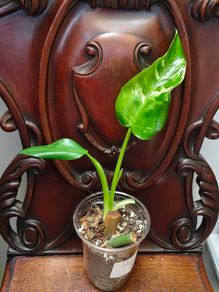 Philodendron Jose Buono