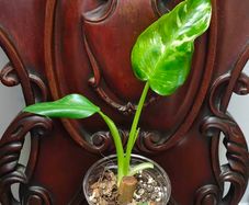 Philodendron Jose Buono