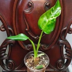 Philodendron Jose Buono