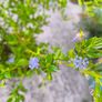 garden plants Image 3