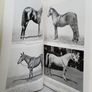 An Eye for a Horse: A Guide to Buying and Judging by Sidney G. Goldschmidt (PT257) Image 6